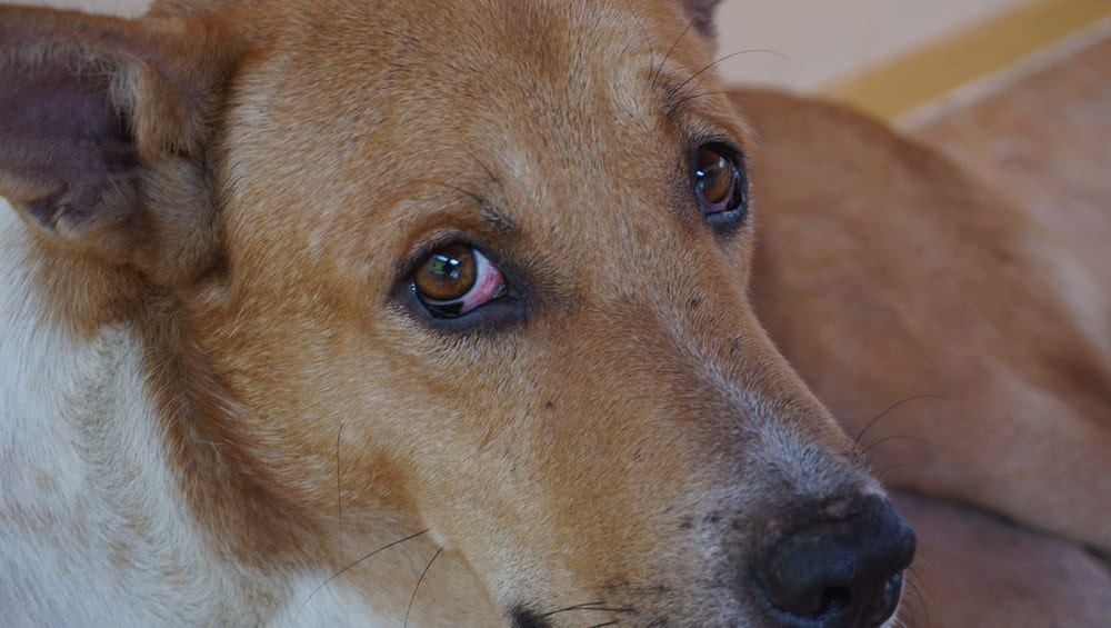 От чего у собак бывают красные глаза